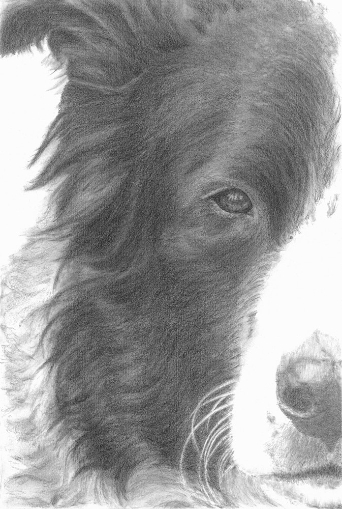 Scout